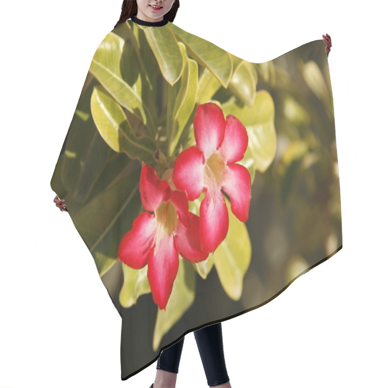 Personality  Flowers In Oasis Hair Cutting Cape