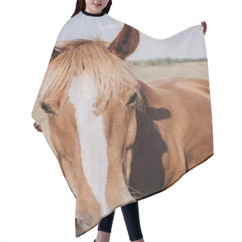 Personality  Portrait Of Beautiful Brown Horse Grazing On Meadow In Countryside Hair Cutting Cape