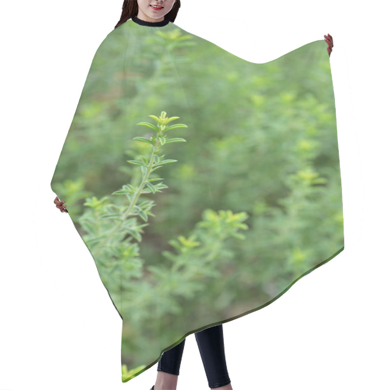 Personality  Mountain Savory - Latin Name - Satureja Montana Hair Cutting Cape