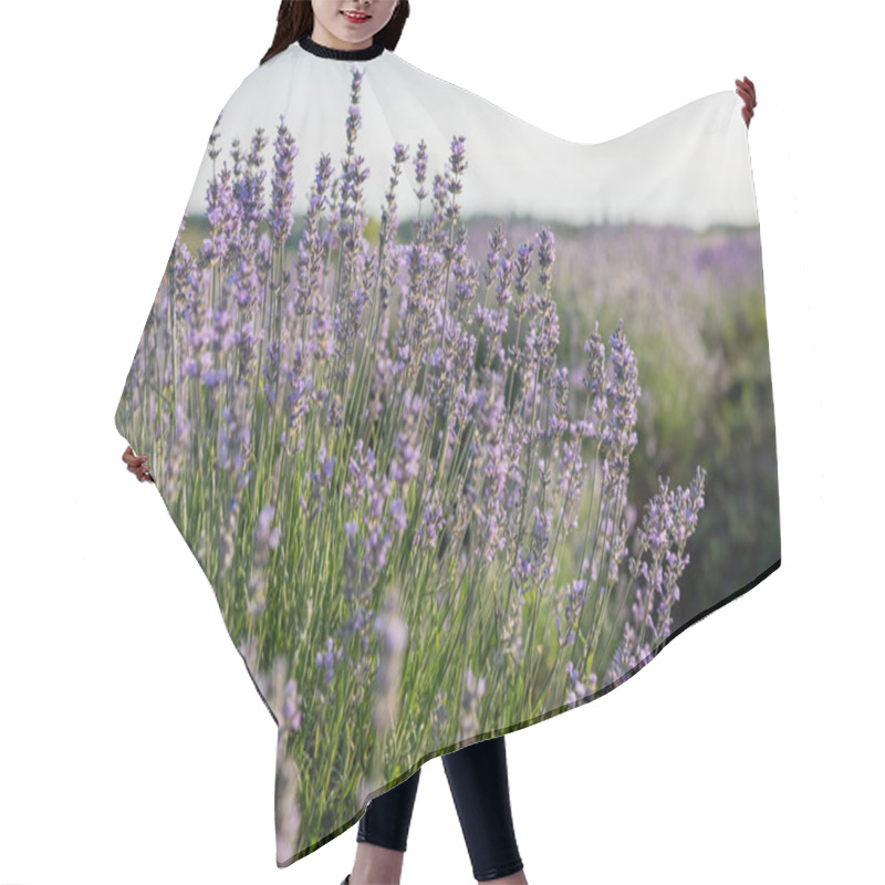 Personality  Close Up View Of Lavender Blossom In Summer Field Hair Cutting Cape