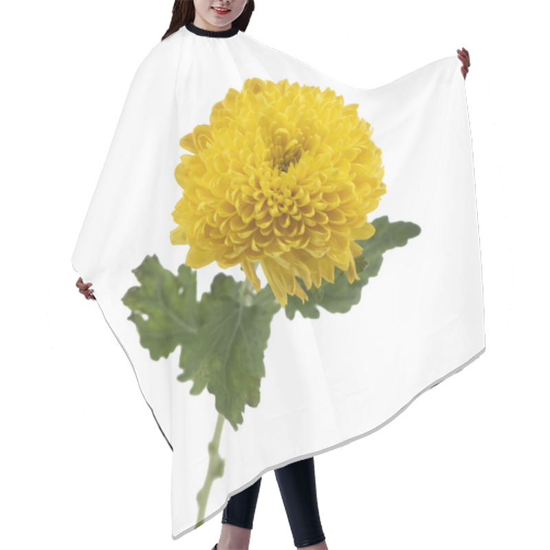 Personality  Blossom Of Beautiful Yellow Chrysanthemum Flower Isolated Hair Cutting Cape