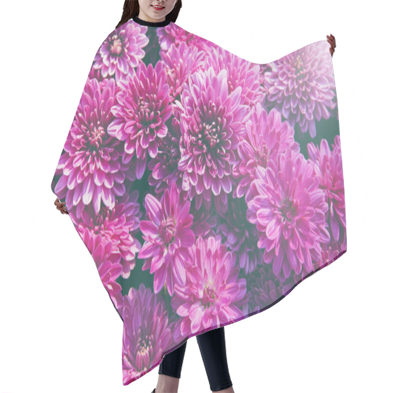 Personality  Chrysanthemum Flowers  As A Beautiful Autumn Background. Fall Th Hair Cutting Cape