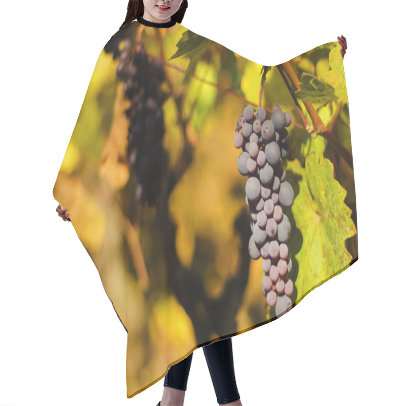 Personality  Ripe Grapes In Fall Hair Cutting Cape