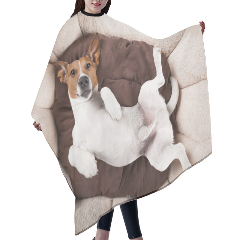 Personality  Dog Sleeping Or Resting Hair Cutting Cape