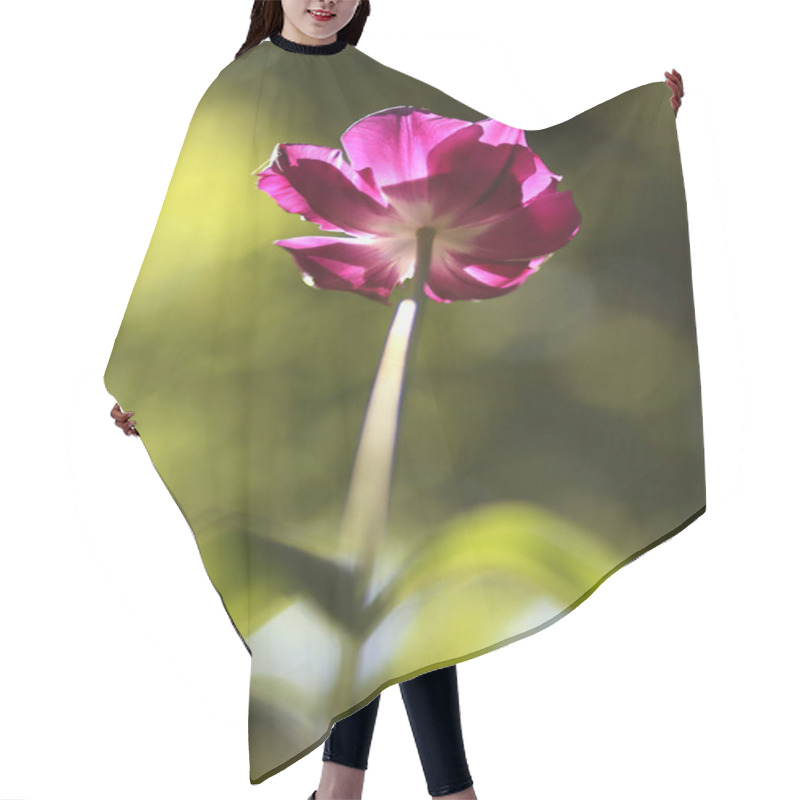 Personality  Close Up Of Blooming Beautiful Tulip Flowers Springtime On Natural Green Background Hair Cutting Cape