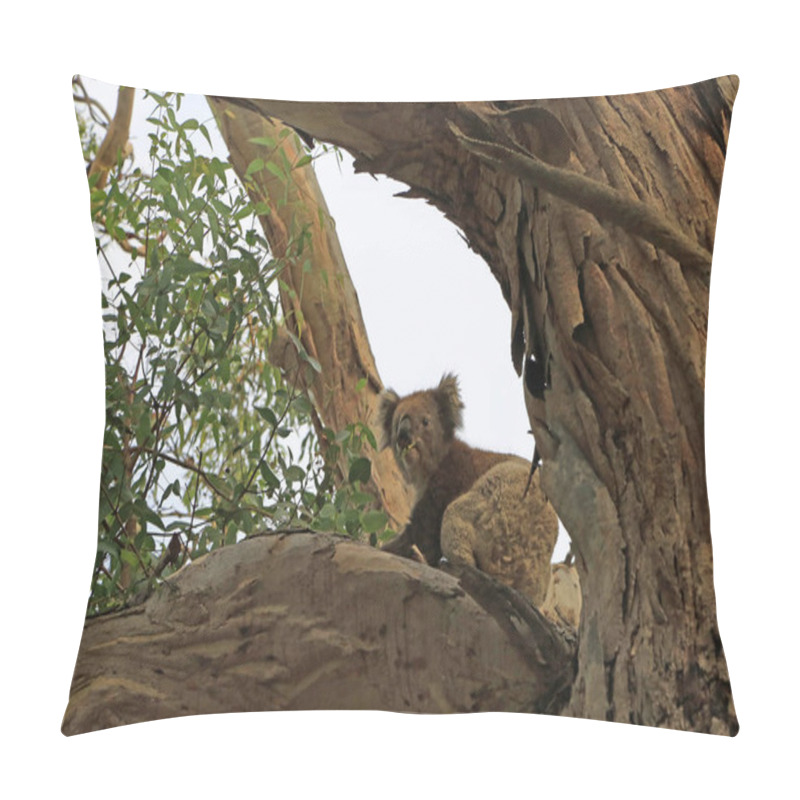 Personality  Koala With Eucalyptus Leaves In Mouth - Kennett River, Victoria, Australia Pillow Covers