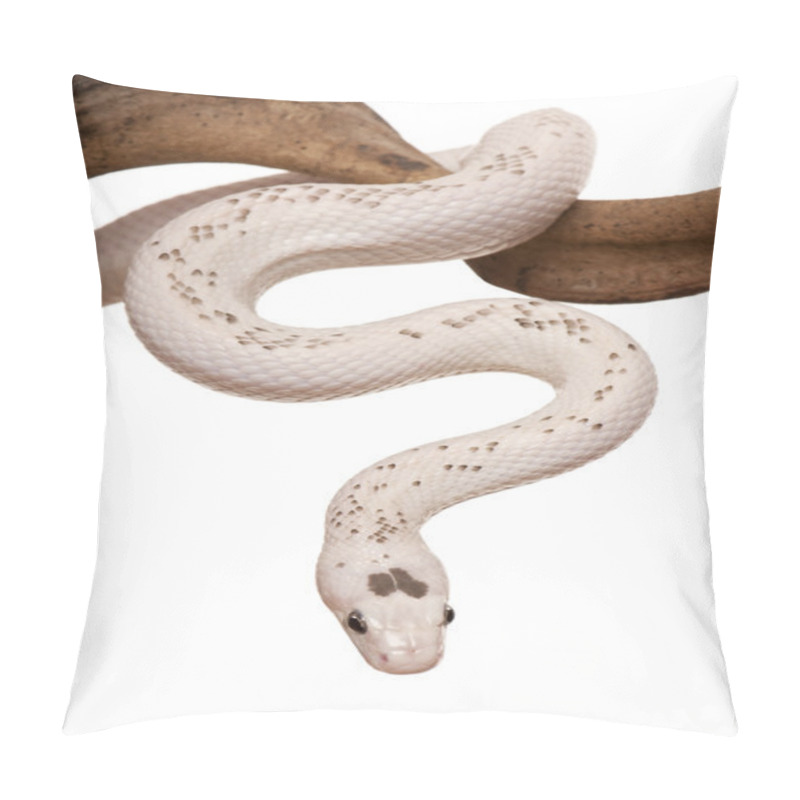 Personality  Snake Slithering In Front Of White Background, Studio Shot Pillow Covers