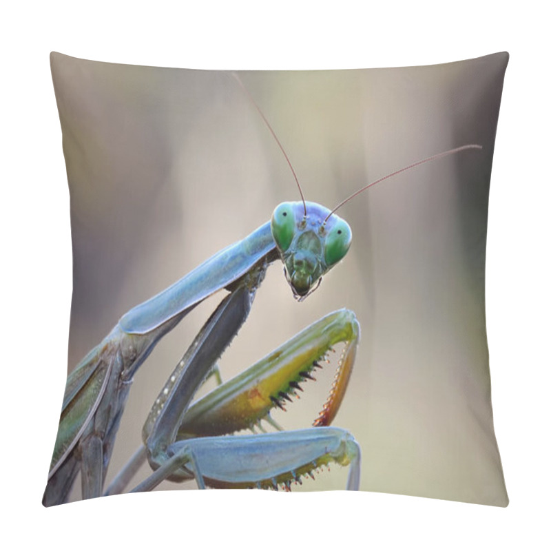 Personality  A Closeup Of The Mantis Religiosa, Common Name European Mantis. Pillow Covers