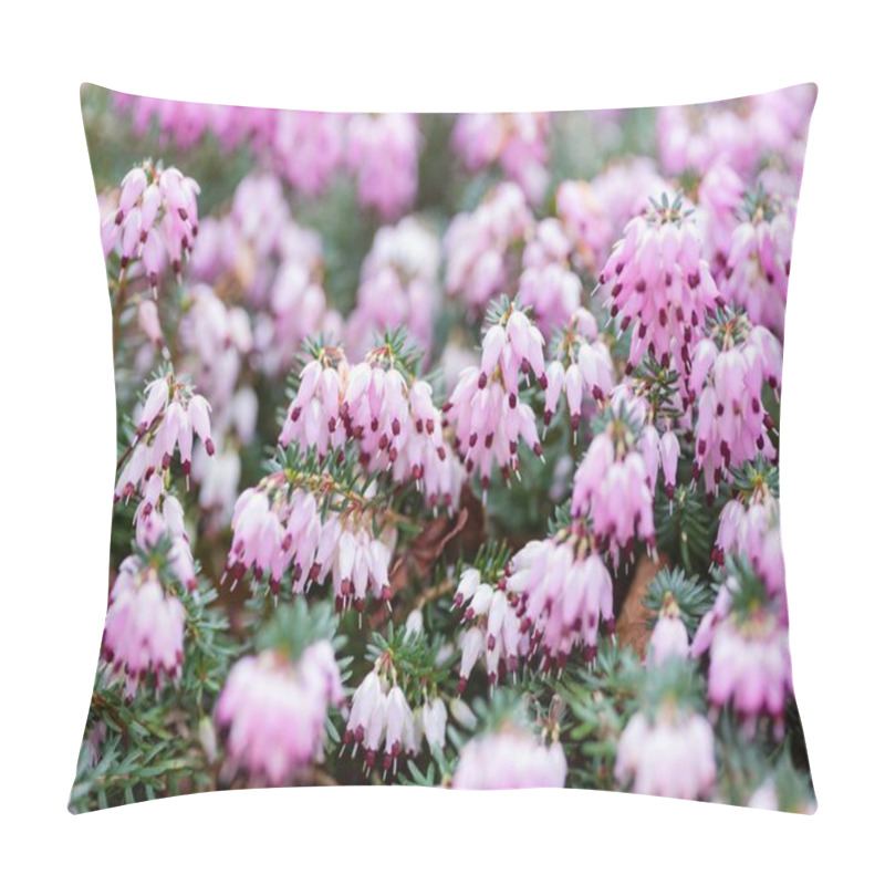 Personality  Heather Close-up, Winter Flowering Kramers Red Erica X Darleyensis In A Garden, UK Pillow Covers