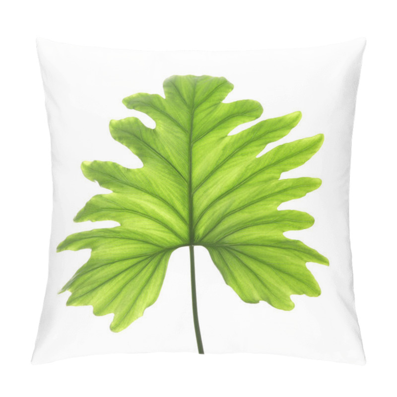 Personality  Tropical Philodendron Leaf Isolated On White Pillow Covers