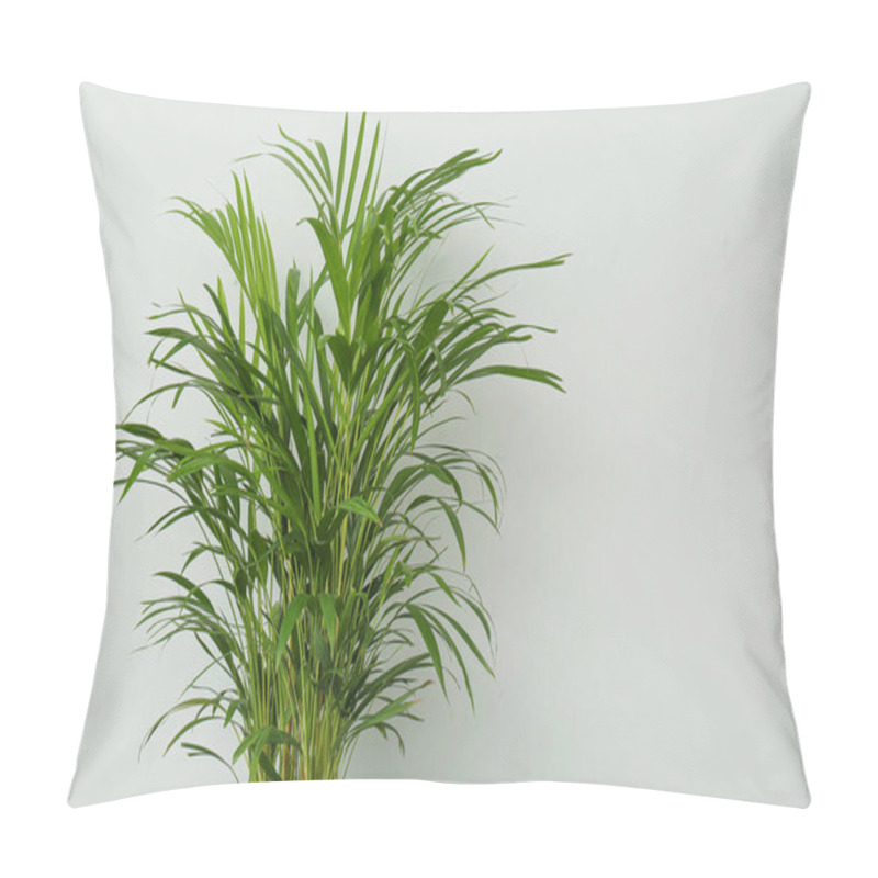 Personality  Exotic House Plant Against Grey Background. Space For Text Pillow Covers