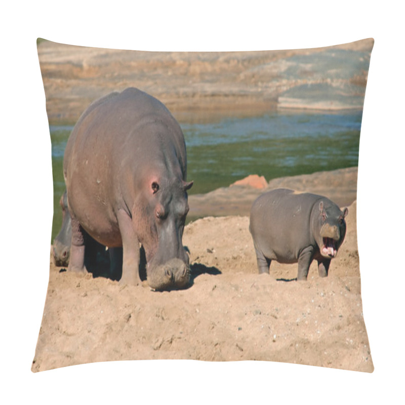 Personality  Female Hippopotamus (Hippopotamus Amphibius) With Young Calf, Kruger National Park, South Africa Pillow Covers