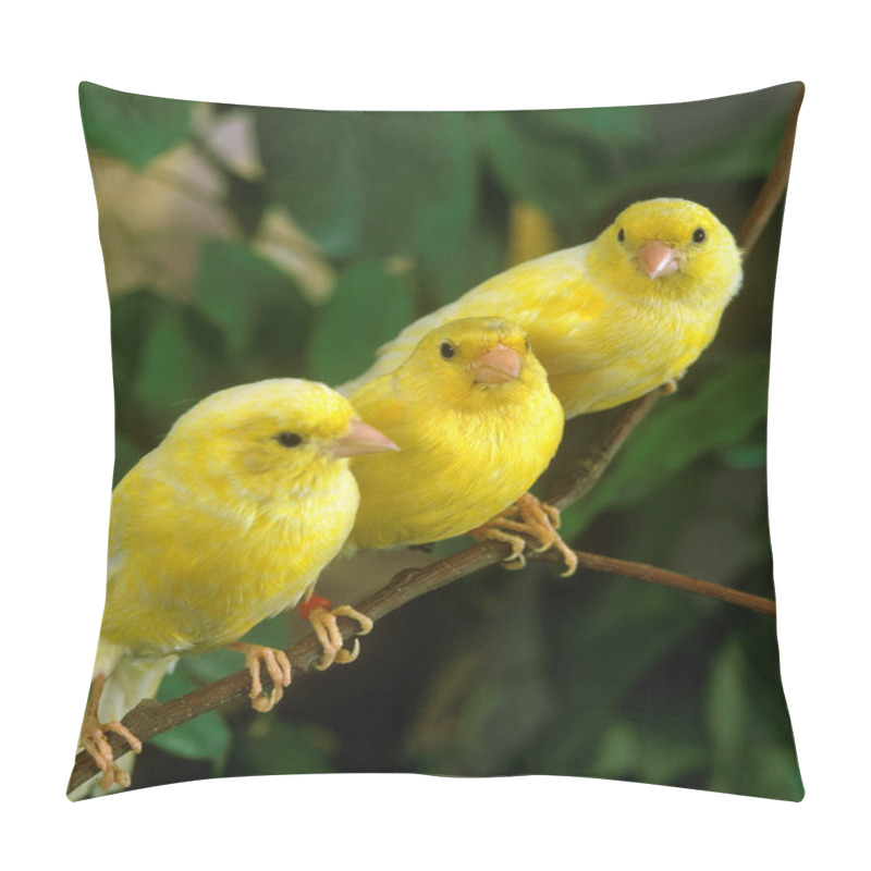 Personality  Yellow Canaries, Serinus Canaria, Standing On Branch  Pillow Covers