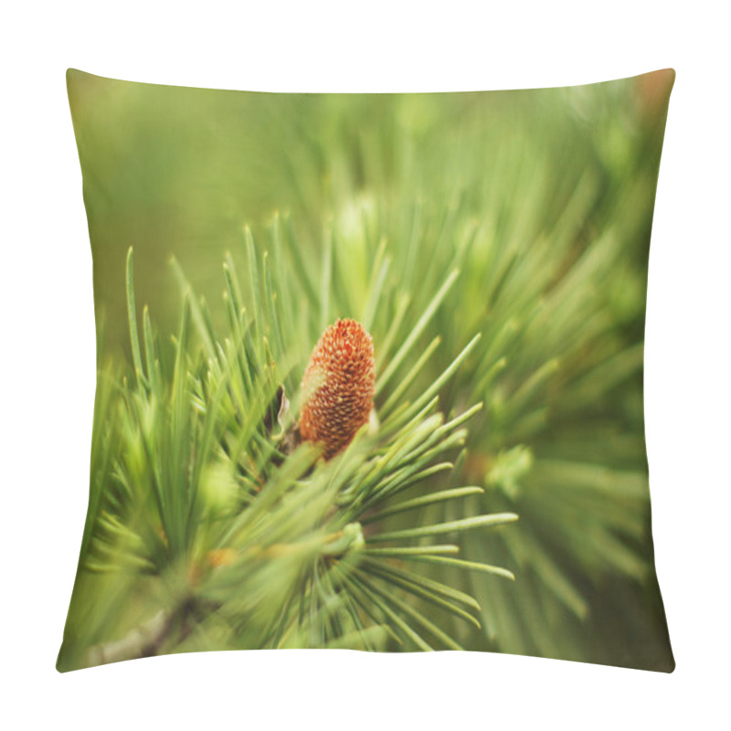 Personality  Young Branch In Spring From European Larch (Larix Decidua) Pillow Covers