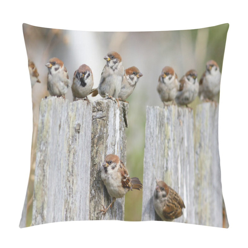 Personality  Group Of Tree Sparrows (Passer Montanus) Sitting On The Fence. Pillow Covers