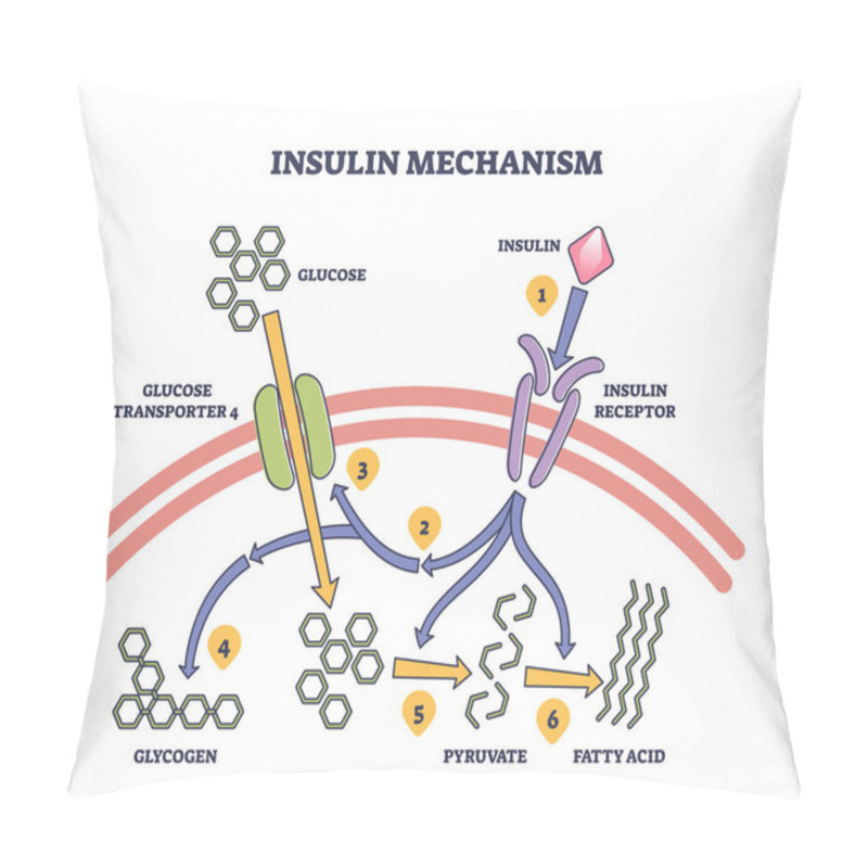 Personality  Insulin Mechanism Explanation With Medical Process Steps Outline Diagram. Labeled Educational Scheme With Receptor, Glycogen, Pyruvate And Fatty Acid Anatomical Stages For Energy Vector Illustration. Pillow Covers