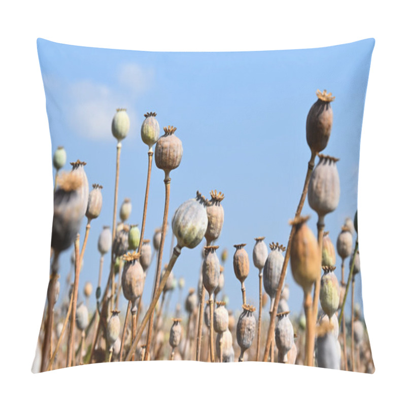 Personality  The Field Is Ripe Poppy Pillow Covers