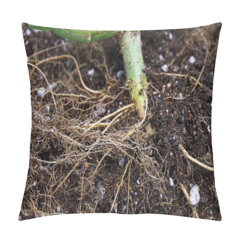 Personality  The Trunk Of A Hemp Bush After Cutting The Foliage With Roots In The Soil In A White Pot Pillow Covers