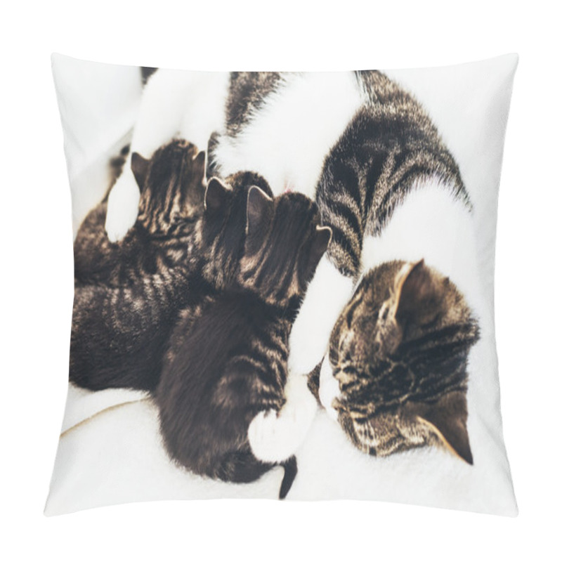 Personality  Mother Cat Nursing Her Babies Pillow Covers