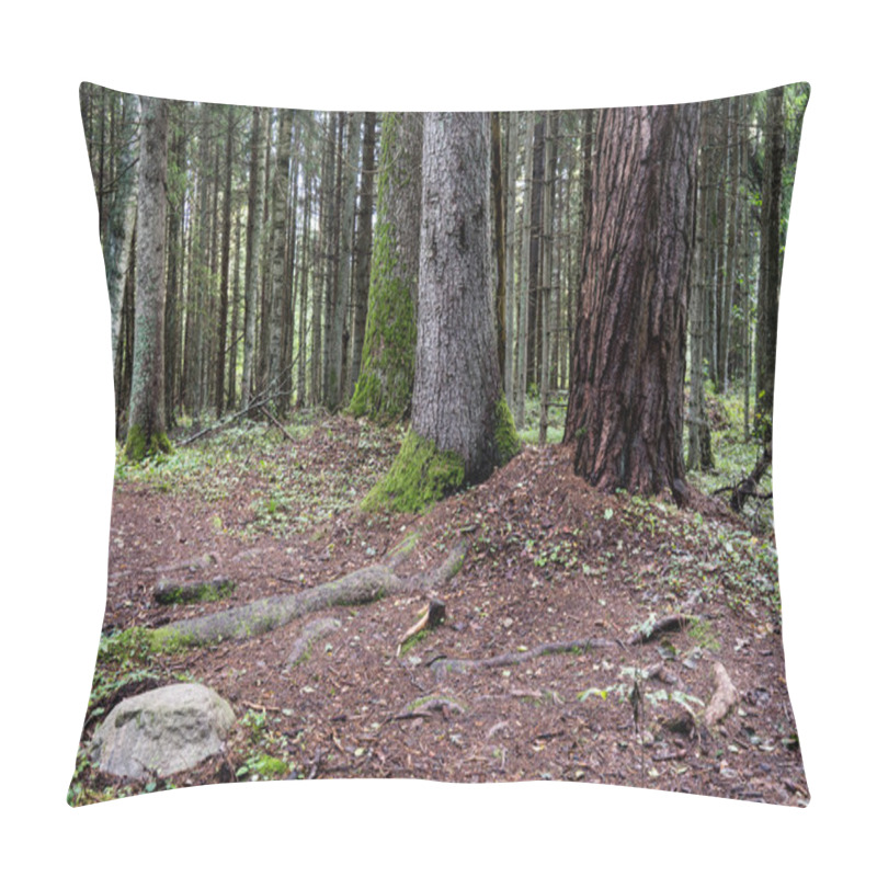 Personality  Old Forest With Moss Covered Trees And Rays Of Sun Pillow Covers