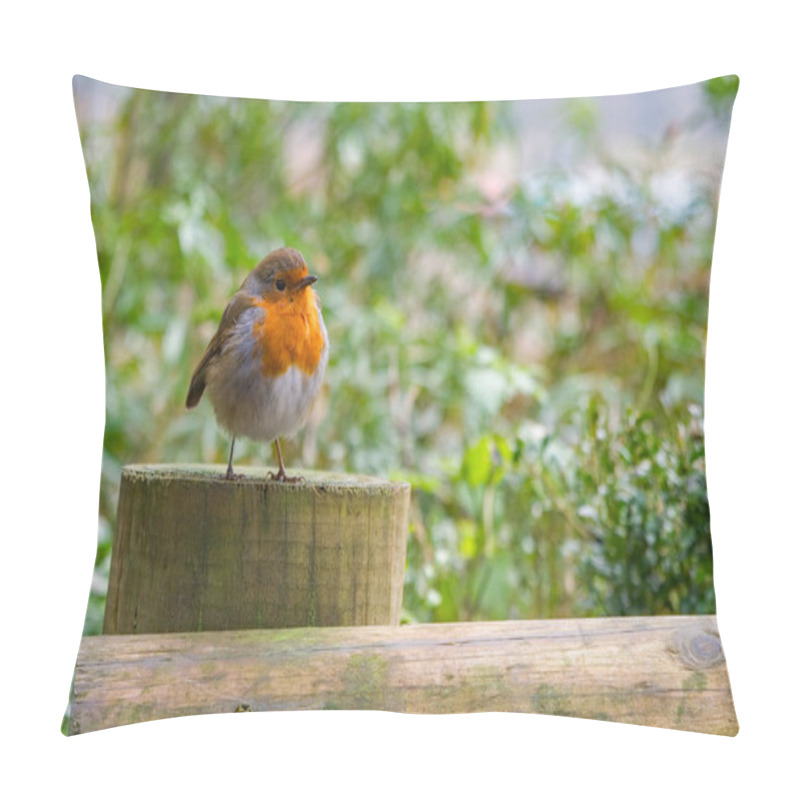 Personality  A Robin Perched On A Post. He Looks Out Across The Softly Focused Green Background. Erithacus Rubecula. Copy Space Editorial Picture. Pillow Covers