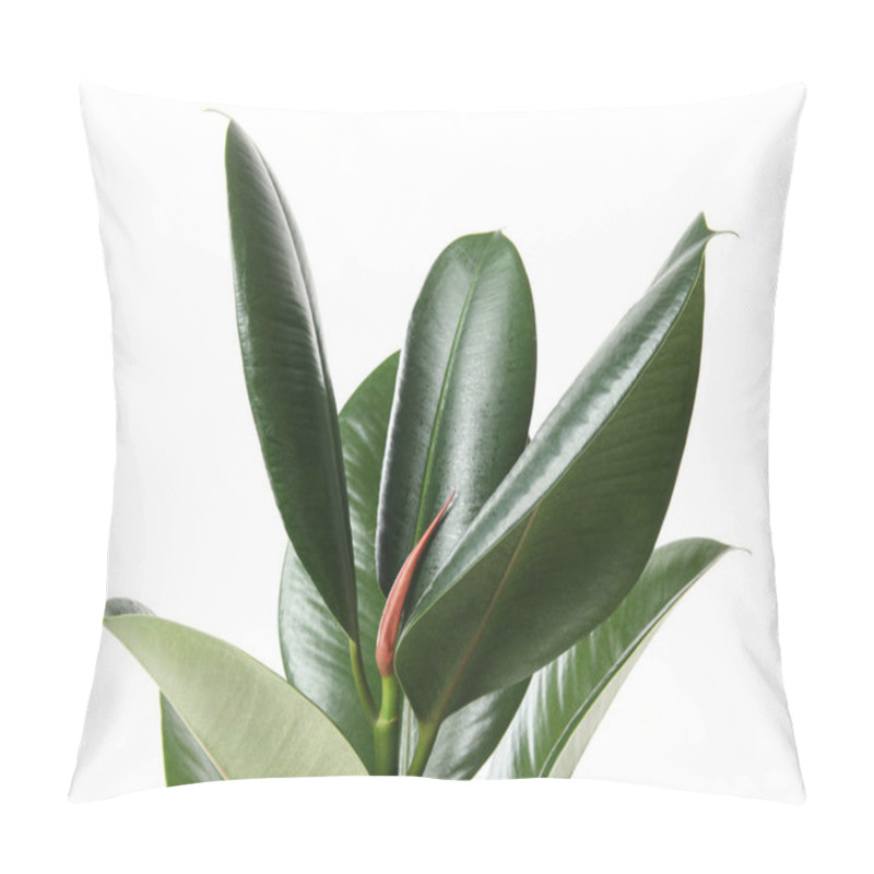 Personality  Beautiful Rubber Plant On White Background. Home Decor Pillow Covers