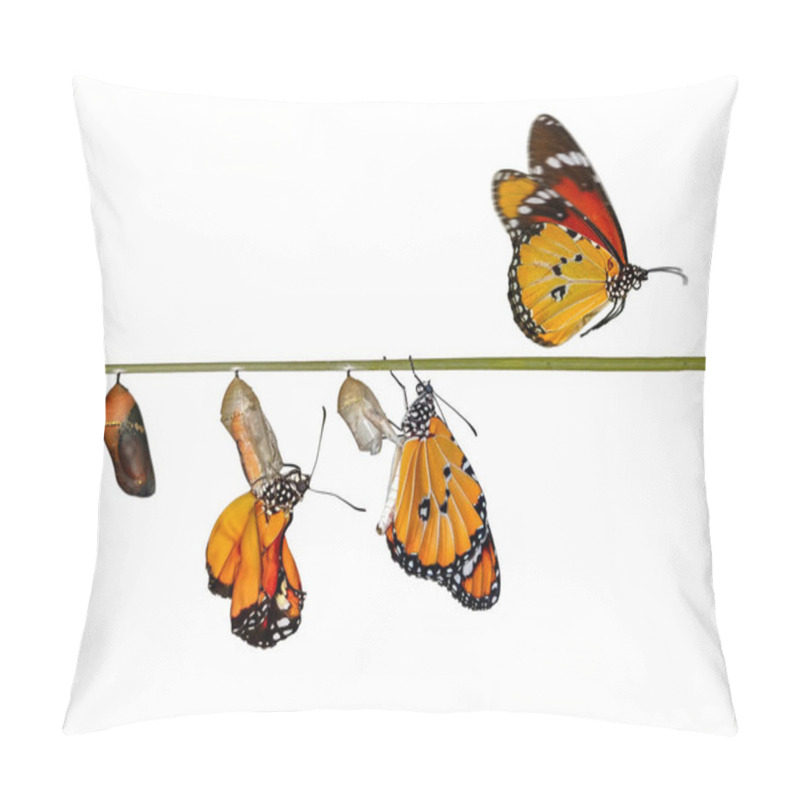 Personality  Amazing Moment ,Monarch Butterfly, Pupae And Cocoons Are Suspended. Concept Transformation Of Butterfly Pillow Covers