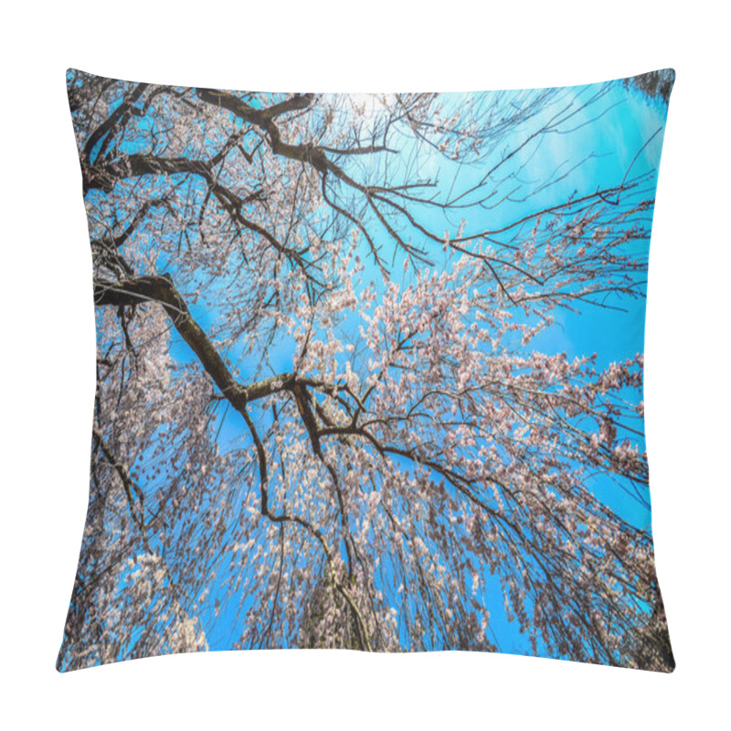 Personality  Wide Angle View Of A Weeping Cherry Blossom Tree, Looking Up At The Sky. Taken At The National Arboretum In Washington DC Pillow Covers