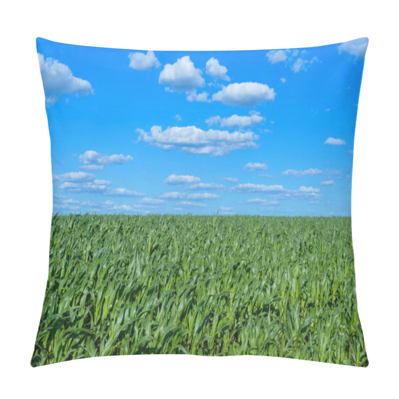 Personality  A Wide Field Of Juicy Green Corn Stalks And A Blue Sky Above It. Clear Weather. Pillow Covers