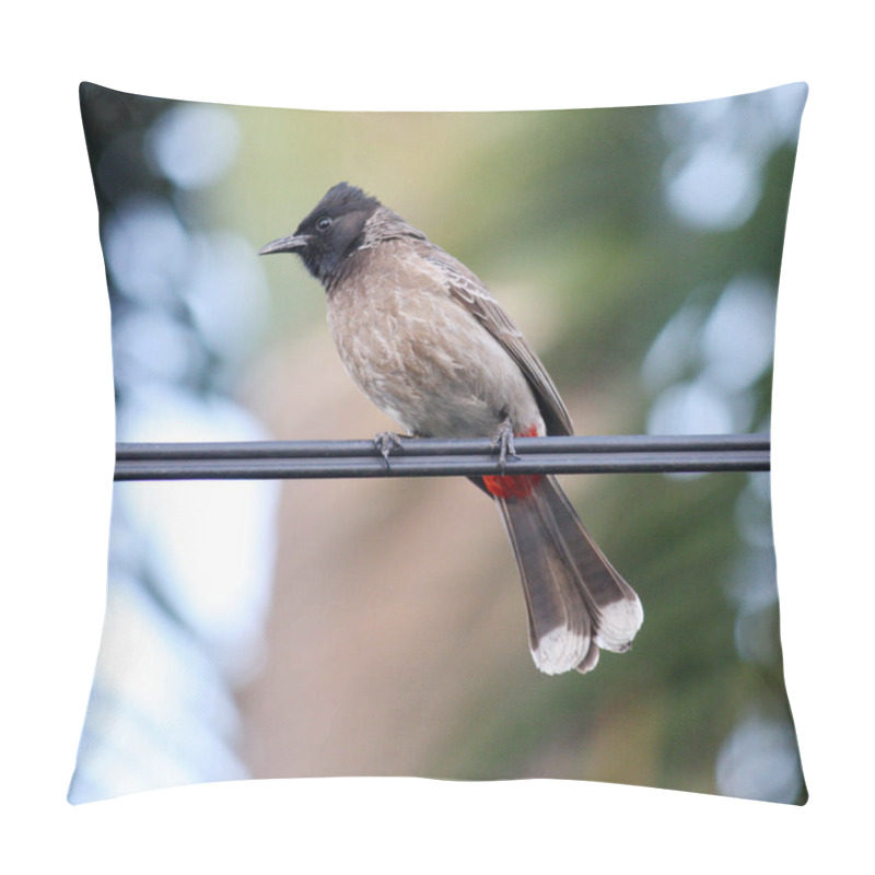 Personality  Red-vented Bulbul (Pycnonotus Cafer) Perched On A Wire. Pillow Covers