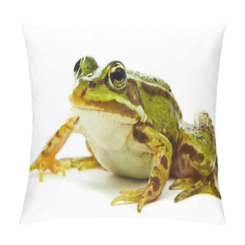 Personality  Rana Esculenta. Green (European Or Water) Frog On White Backgrou Pillow Covers