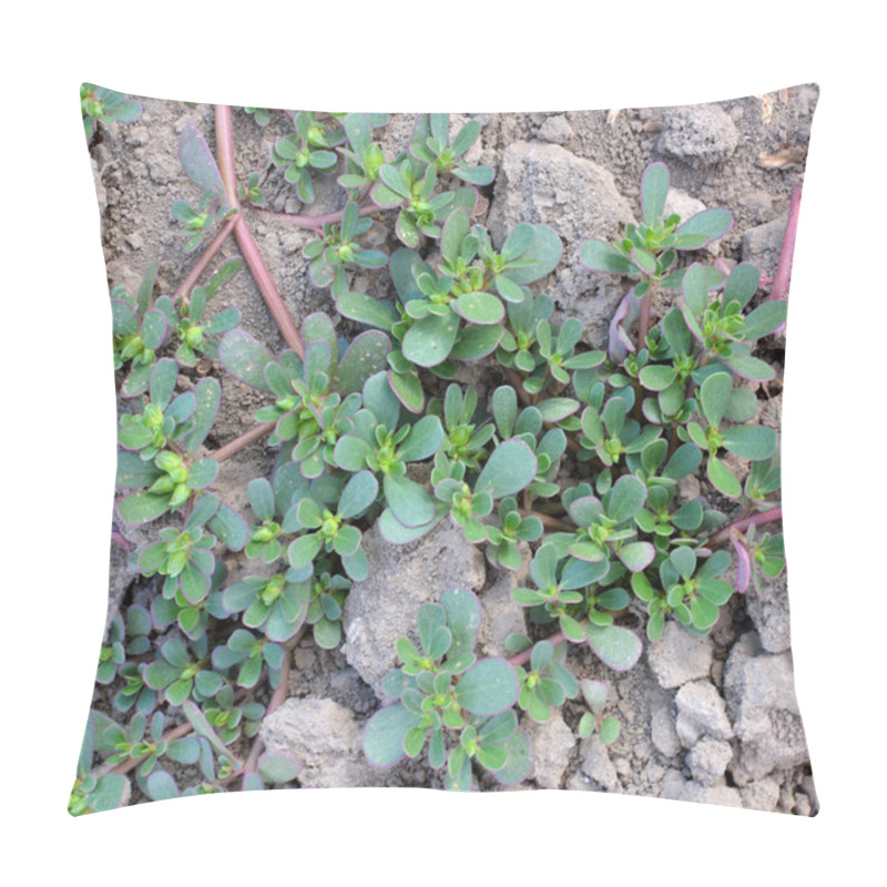 Personality  In Nature, In The Soil, Like A Weed Grows Purslane (Portulaca Oleracea) Pillow Covers