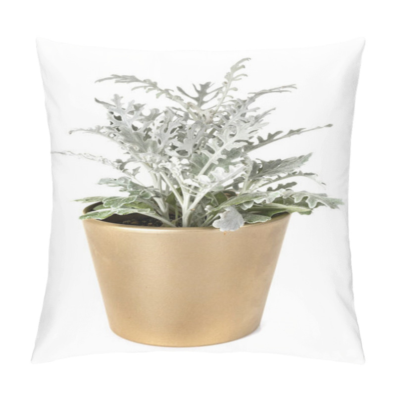 Personality  Jacobaea Maritima Potted Plant In Front Of White Background Pillow Covers