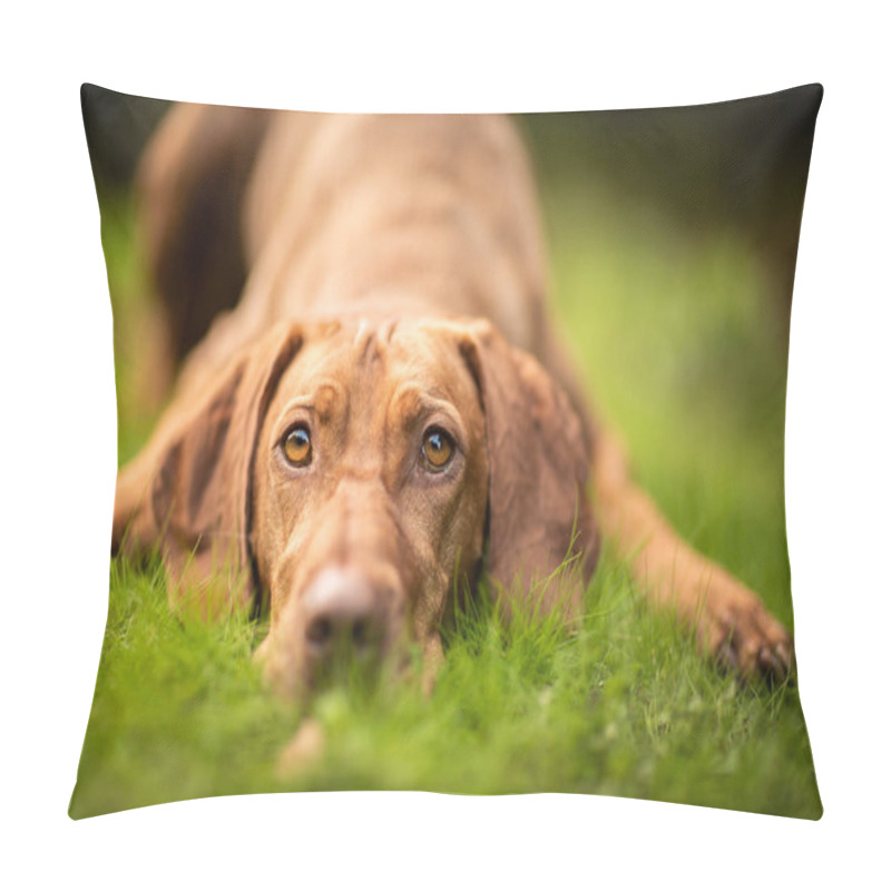 Personality  A Closeup Shot Of Cute Vizsla Lying On The Grass Pillow Covers