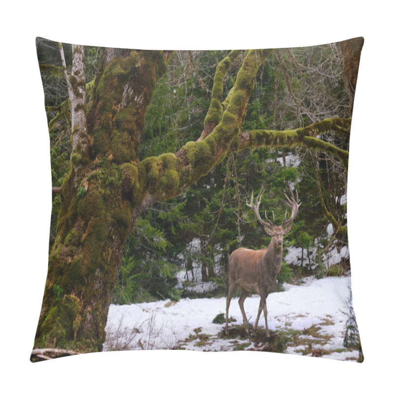 Personality  Elk Male With Horns In Winter Rainforest Near  Elwha River. Port Angeles. Olympic National Park.  Olympic Peninsula.  Washington. United States Of America Pillow Covers