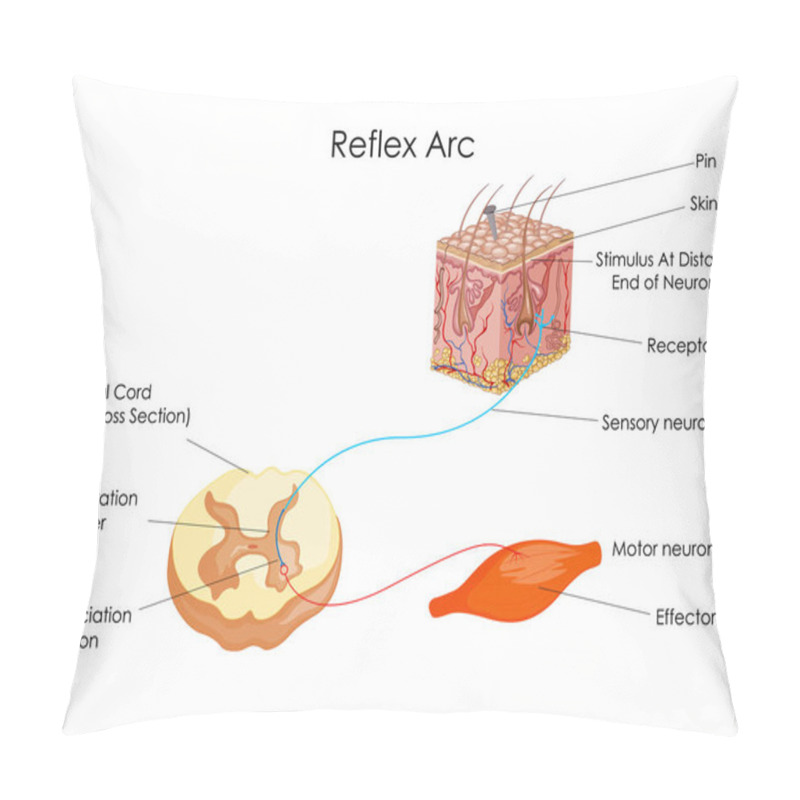 Personality  Education Chart Of Biology For Reflex Arc Diagram Pillow Covers