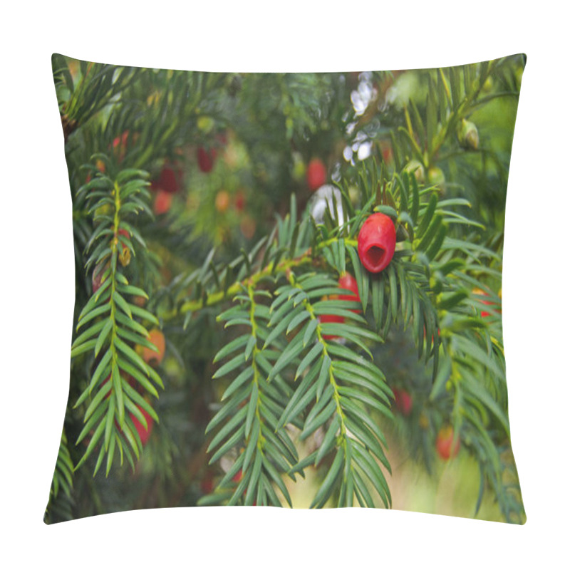 Personality  View Of The Berries On A Evergreen Yew Tree, Latin Name Taxus Baccata, In A Shady Spot In Early Autumn, England Pillow Covers