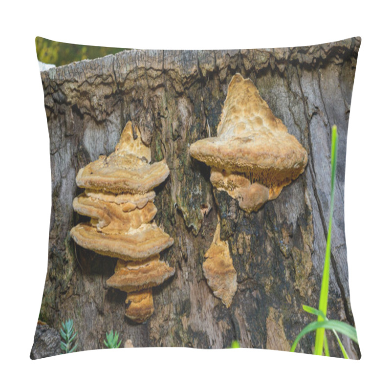 Personality  The Thick-walled Maze Polypore Fomitopsis Quercina - Saprophytic Fungus On Oak Tree Stump In Garden, Ukraine Pillow Covers