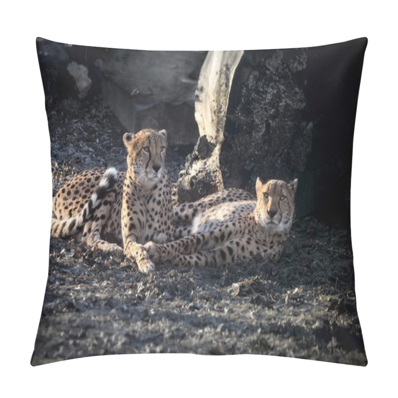 Personality  Amur Leopards Pillow Covers