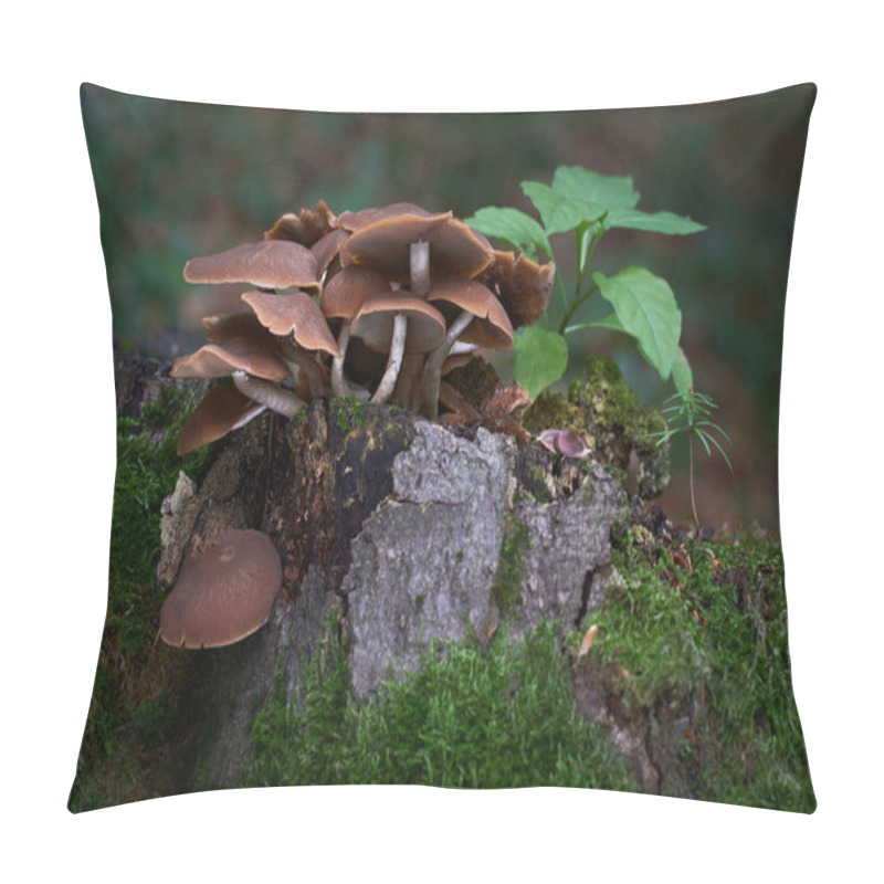 Personality  Psathyrella Piluliformis Common Stump Brittlestem Inedible Mushroom. Reddish-brown Mushroom That Grows Steeply In Large Groups. Pillow Covers