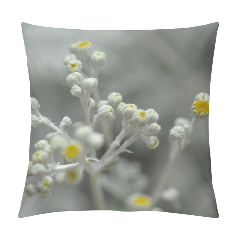 Personality  Natural Macro Floral Background With Silver Leaves Jacobaea Maritima, Commonly Known As Silver Ragwort Pillow Covers