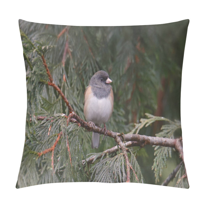 Personality  Dark-eyed Junco (Oregon Group, Male) (junco Hyemalis) Pillow Covers