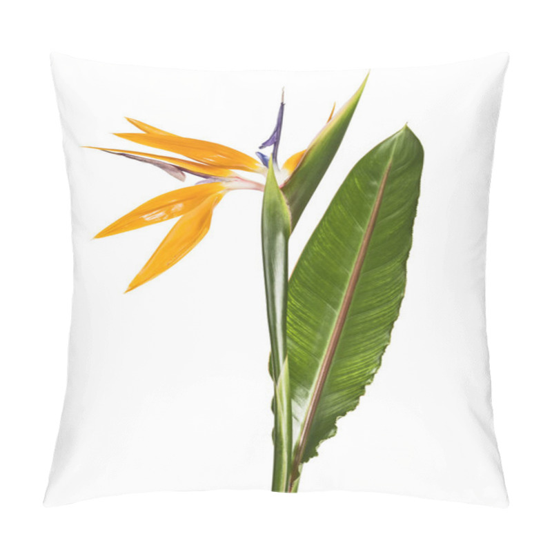 Personality  Strelitzia Reginae Flower With Leaves, Bird Of Paradise Flower, Tropical Flower Isolated On White Background, With Clipping Path Pillow Covers