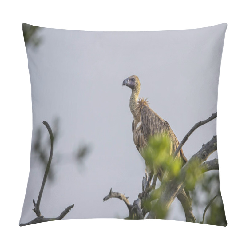 Personality  Cape Vulture Perched On Tree Top In Hluhluwe Imfolozi National Park, South Africa Pillow Covers