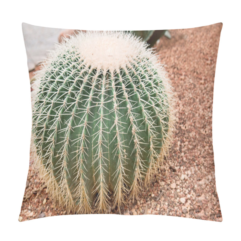 Personality  Cactus In A Greenhouse Pillow Covers