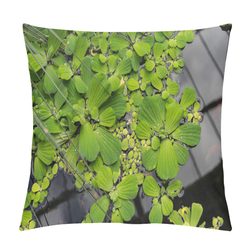 Personality  Duckweed Lemna Minor Waterplant Top View Lake Pillow Covers