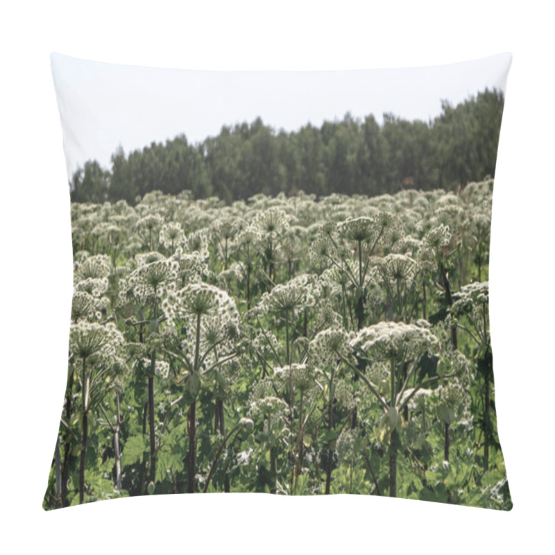 Personality  Green Leafs And White Flower Stalks Of Dangerous Plant Parsnip Sosnowski Heracleum, Giant Hogweed In Field Pillow Covers