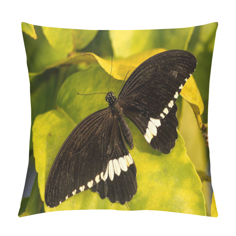 Personality  Common Mormon - Papilio Polytes, Beautiful Large Black Butterfly From Southeast Asian Meadows And Woodlands, Malaysia. Pillow Covers