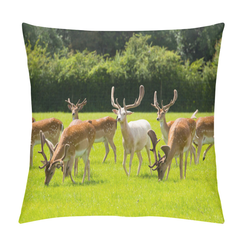 Personality  New Forest Wild Deer Red And Albino White Near Lyndhurst England Uk Pillow Covers