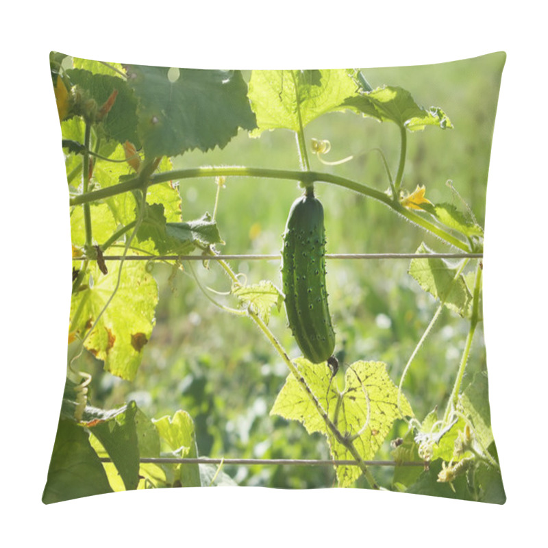 Personality  Cucumber Growing  In The Garden Pillow Covers